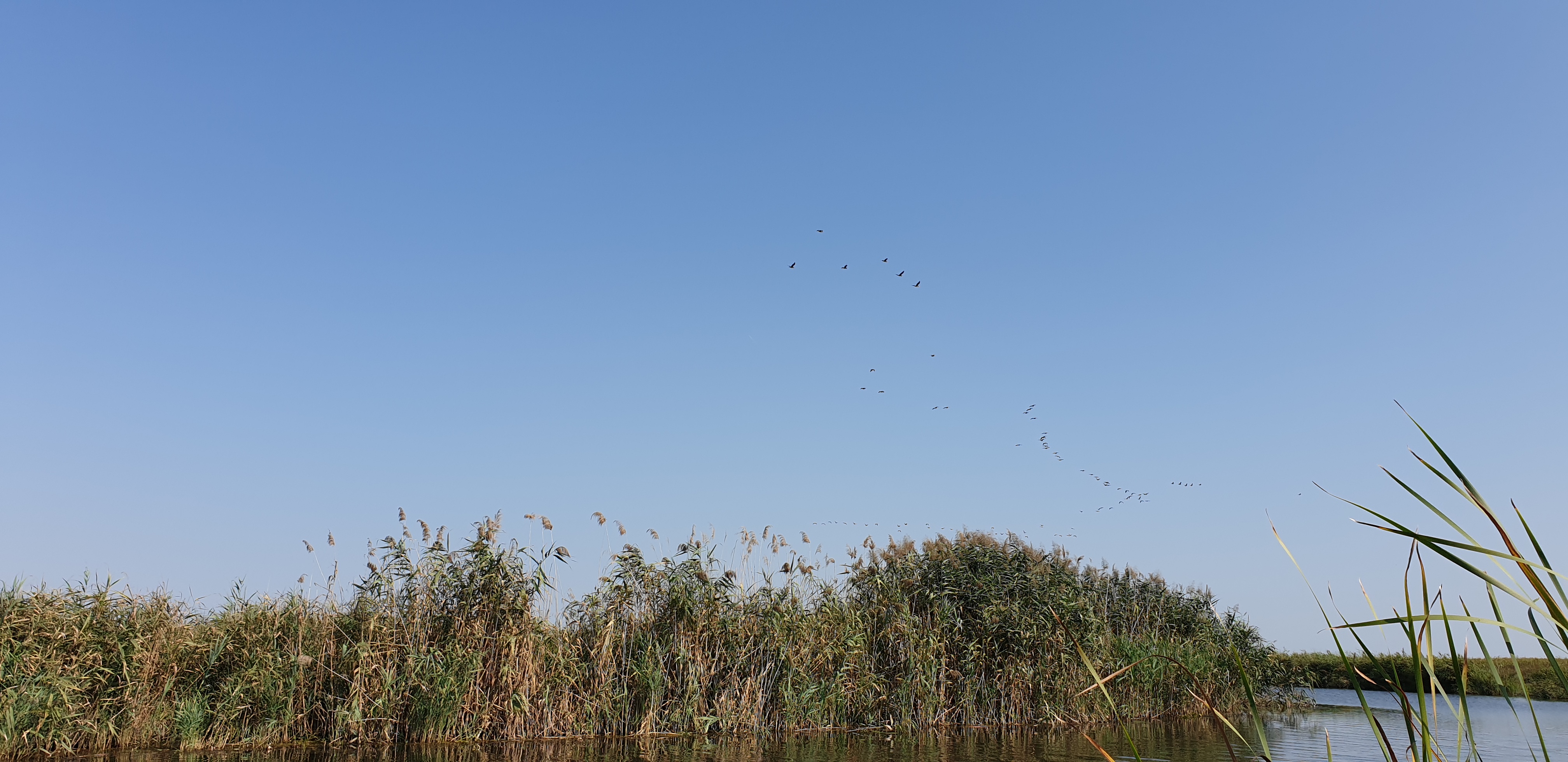 Delta Dunarii toamna - Plecarea Cocorilor